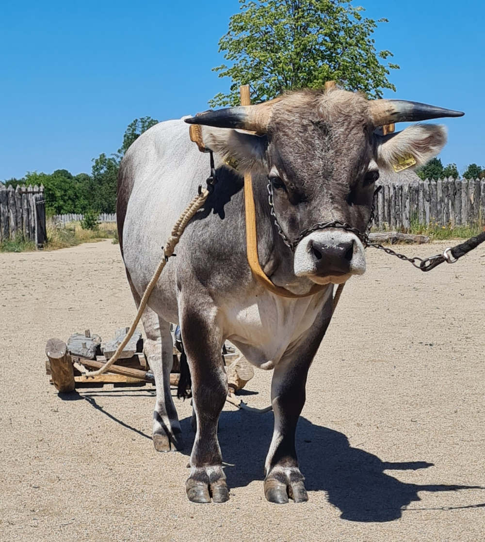 draugt oxen with sledge