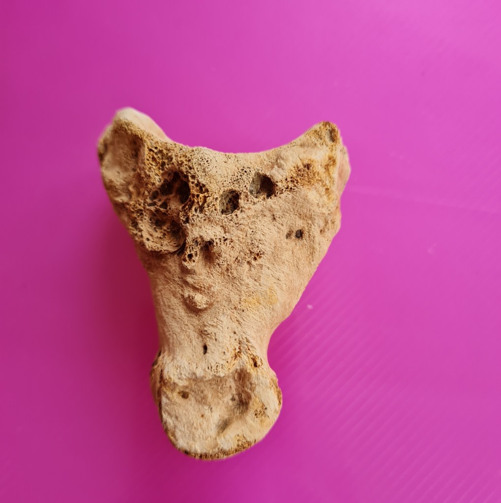 Cattle first phalanx with deformations